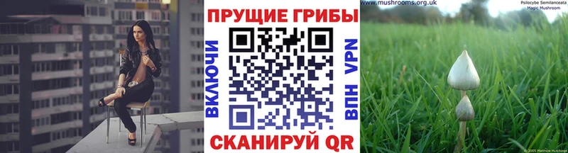 Купить  Усть-Лабинск  Галлюциногенные грибы Psilocybine cubensis 